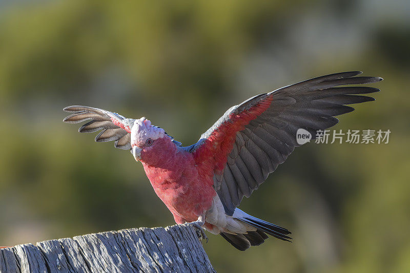 飞行杆(Eolophus roseicapilla)